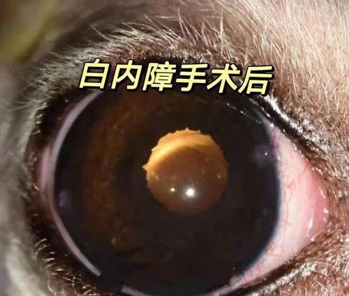 贵宾犬眼睛失明是什么原因？如何照顾眼瞎的贵宾犬？