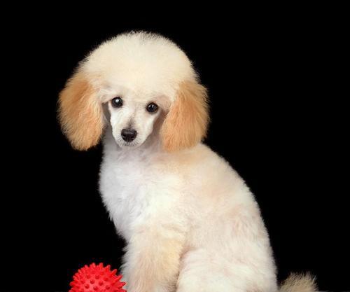 贵宾犬眼睛失明是什么原因？如何照顾眼瞎的贵宾犬？
