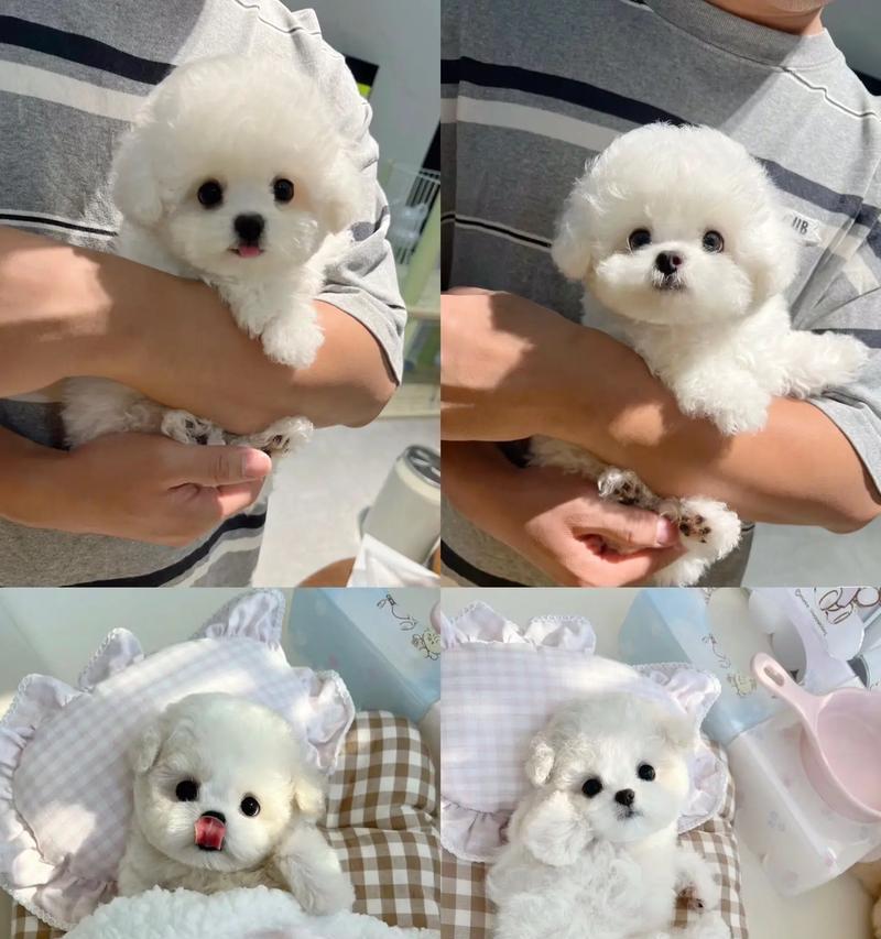 两个月大的比熊可以吃玉米吗？