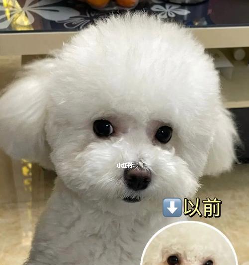 四个月比熊每天吃多少鸡蛋黄合适？鸡蛋黄对狗狗有哪些好处？