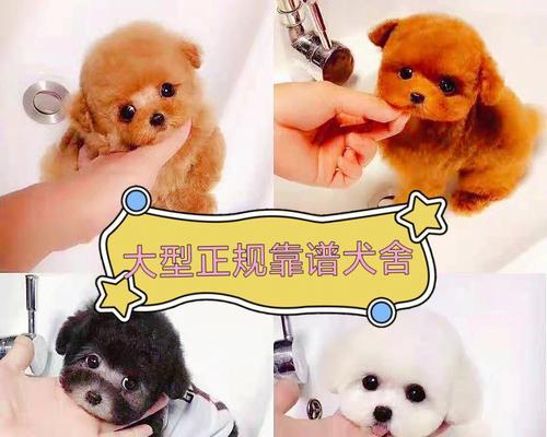 泰迪犬在哪里可以购买？价格大概多少？