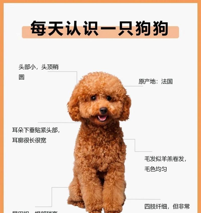 泰迪犬在哪里可以购买？价格大概多少？