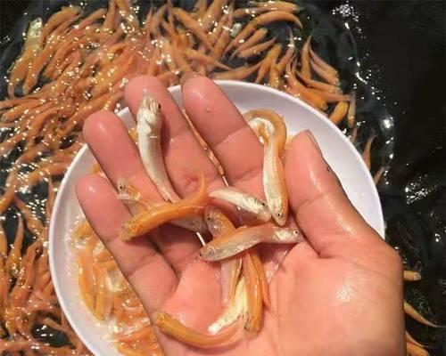 七月份适合养殖哪些鱼苗？如何保证成活率？