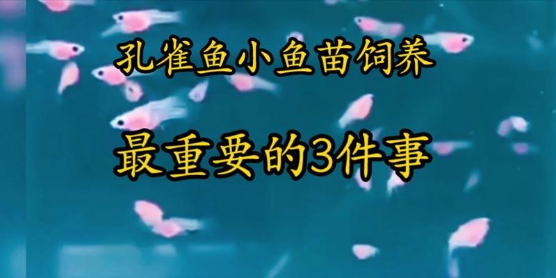 养孔雀鱼鱼苗时选择哪种泵最合适？泵的功率和流量如何确定？