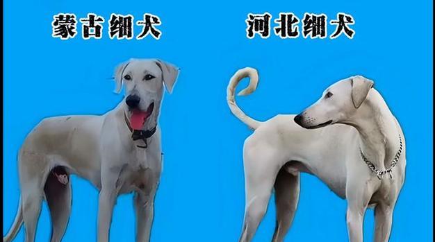 30公分左右的小型犬有哪些？小型犬的饲养和护理需要注意什么？