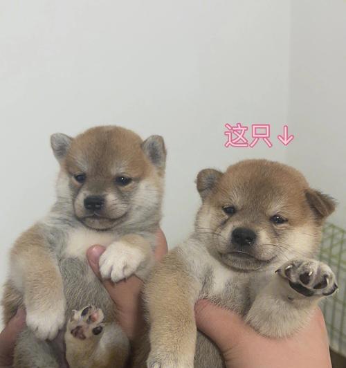 真正的小柴犬价格是多少？如何辨别真伪？