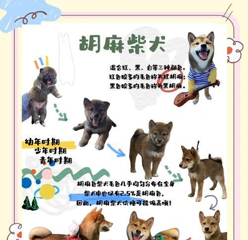 真正的小柴犬价格是多少？如何辨别真伪？