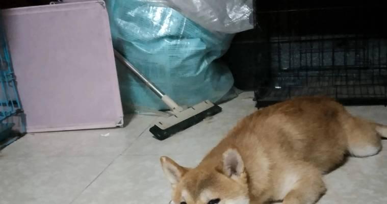 真正的小柴犬价格是多少？如何辨别真伪？