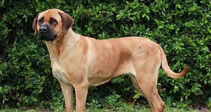 大嘴猫是指哪些大型犬品种？它们有什么特征？