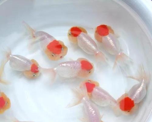 观赏鱼苗吃什么长得快？促进观赏鱼苗快速成长的饲养技巧有哪些？