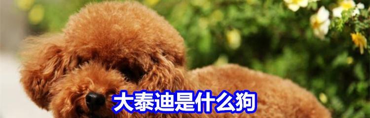 大泰迪在哪里有卖的啊多少钱？大泰迪的购买和饲养需要注意什么？