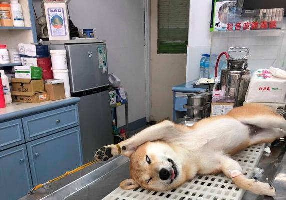 柴犬流产和绝育的费用是多少？一起做有什么注意事项？