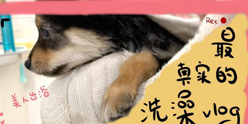 柴犬可以做造型吗？洗澡和造型的费用大概是多少？