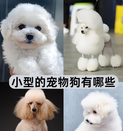本土小型犬种类有哪些？它们的特性是什么？