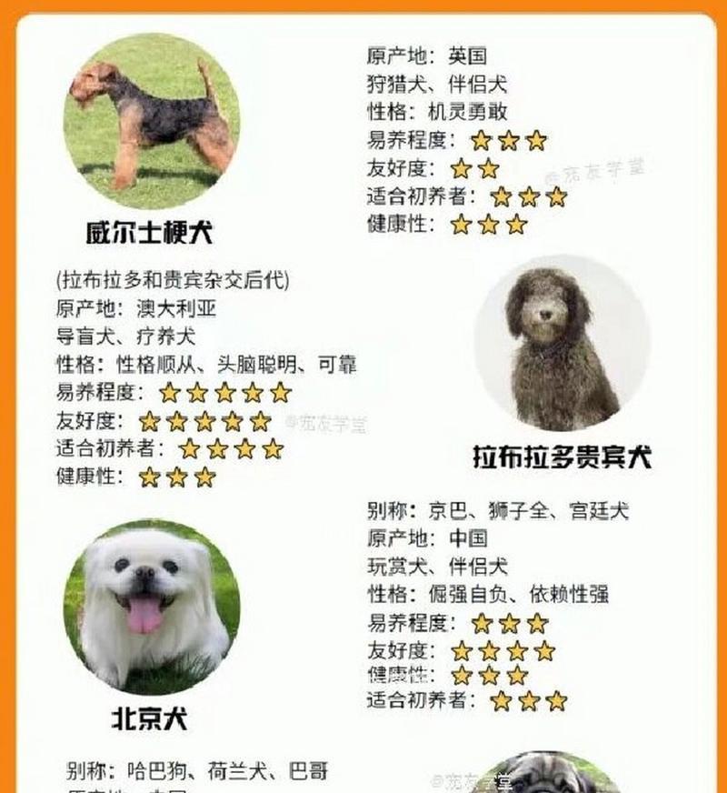 本土小型犬种类有哪些？它们的特性是什么？