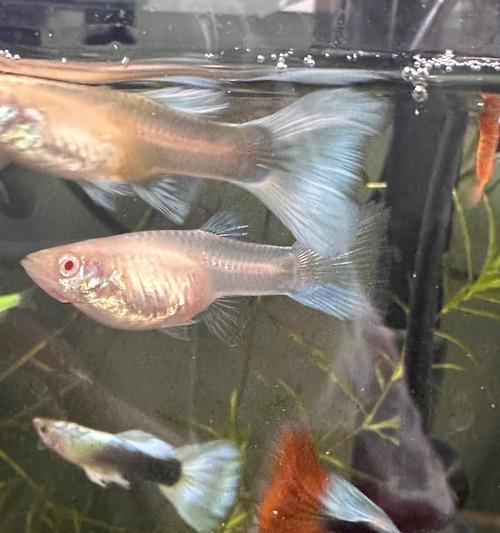 孔雀鱼苗何时开始摄食？如何判断孔雀鱼苗开口？