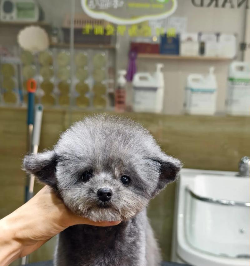 泰迪犬耳朵修剪一次需要多少钱？如何选择合适的美容师？