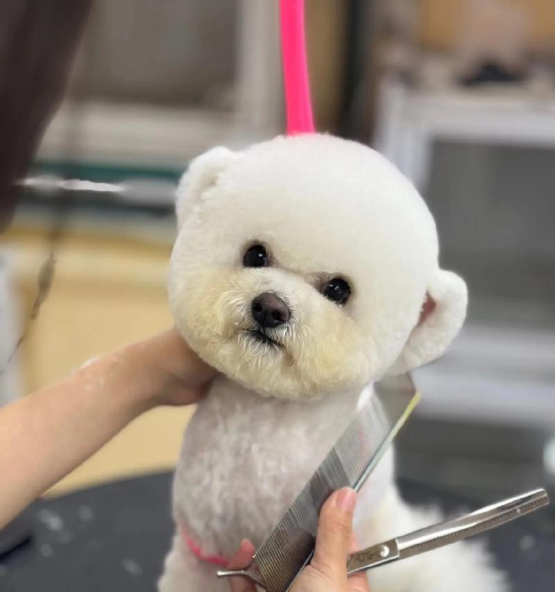 泰迪犬耳朵修剪一次需要多少钱？如何选择合适的美容师？