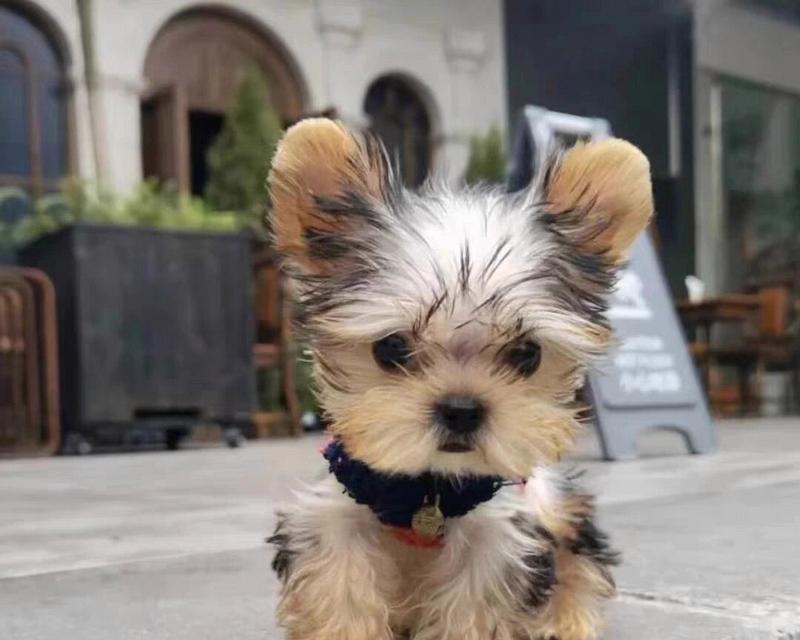 有孩子家庭适合哪些小型犬？养狗狗需要注意什么？