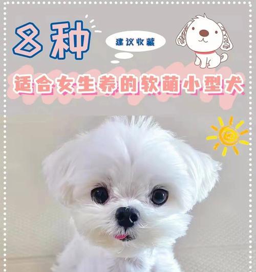 有孩子家庭适合哪些小型犬？养狗狗需要注意什么？