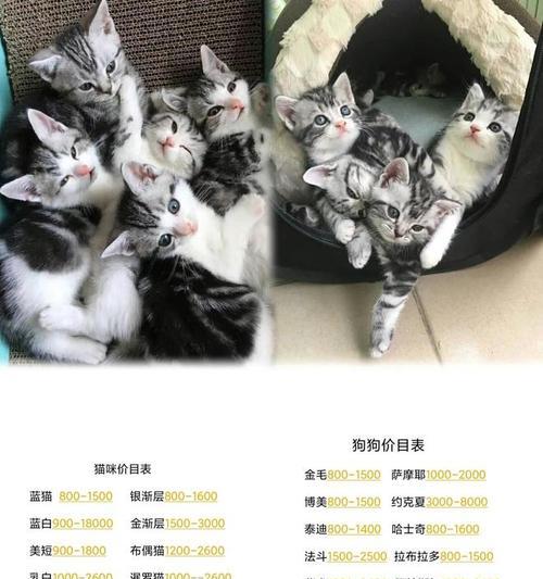 小泰迪出售给狗肉车是否合适？价格范围是多少？