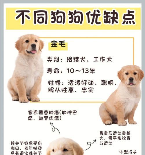 泰迪犬食量多少会导致呕吐？如何调整喂食量？