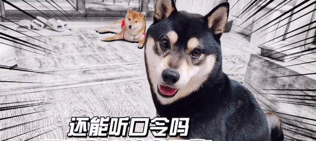 柴犬发情周期是多久？如何判断柴犬是否受孕？