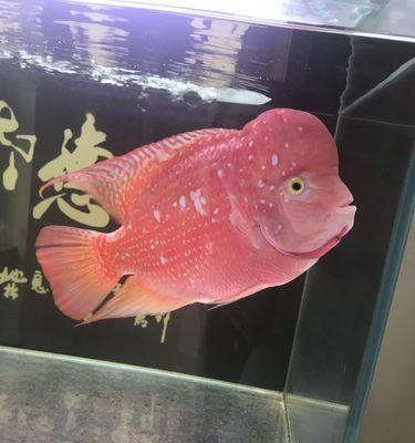火凤鱼苗发黄是什么原因？如何预防和处理？