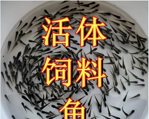 食蚊鱼小鱼苗的饲料选择有哪些？如何喂养食蚊鱼小鱼苗？