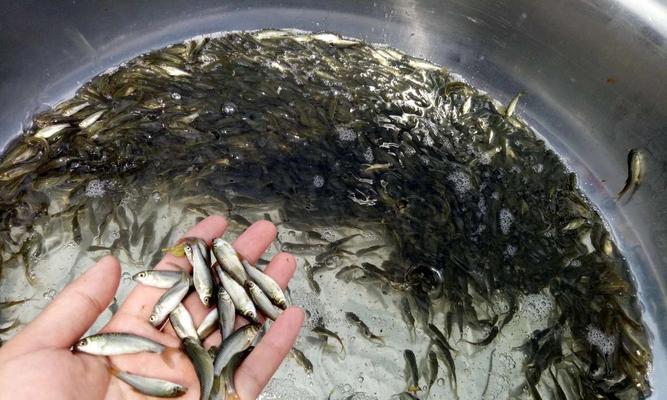 弄鱼苗是什么意思？操作过程中应注意什么？