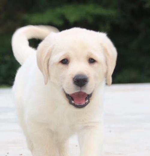 温州有哪些店铺出售小型犬？
