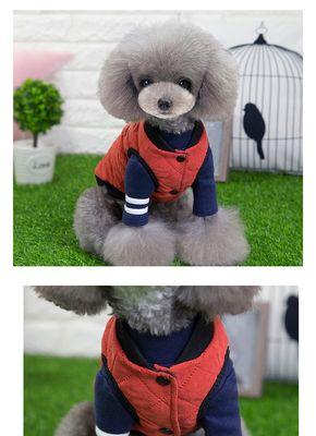 温州有哪些店铺出售小型犬？
