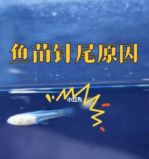 孔雀鱼苗会跳出鱼盆吗？原因是什么？