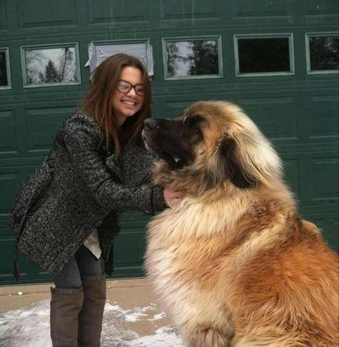 体重达几百斤的大型犬品种有哪些？它们的特性是什么？