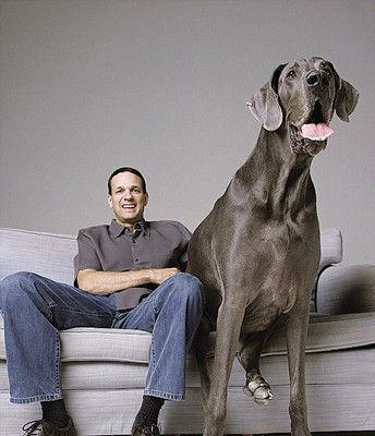 体重达几百斤的大型犬品种有哪些？它们的特性是什么？