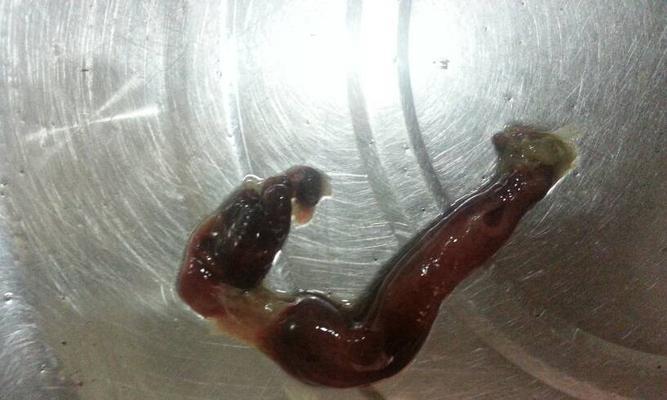 珍珠鱼鱼苗的适宜食物有哪些？