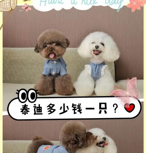 泰迪剪毛凉快吗多少钱一次？泰迪剪毛的利弊和费用是多少？