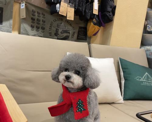 昆明地区戴围巾泰迪的价格是多少？购买时需注意什么？