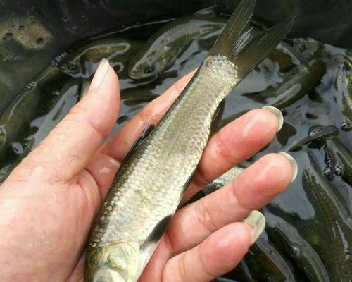 平江水库哪家店铺卖鱼苗？购买鱼苗时应该注意什么？