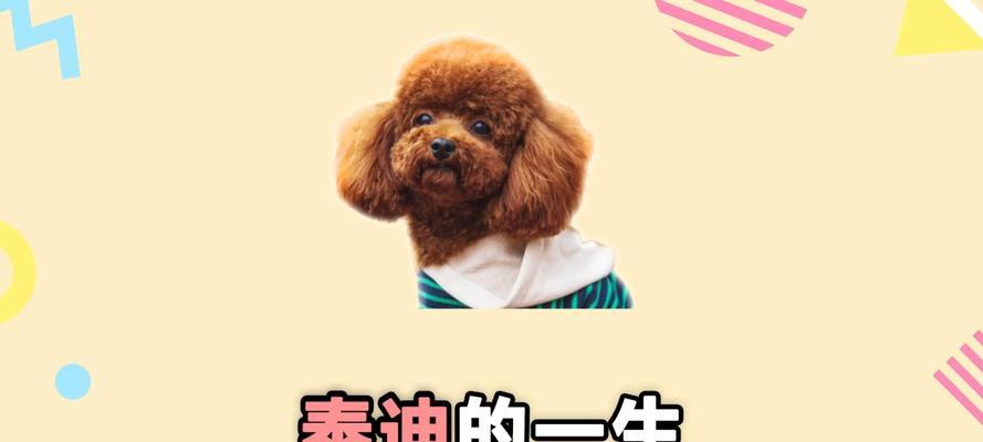 泰迪犬的平均寿命是多少岁？