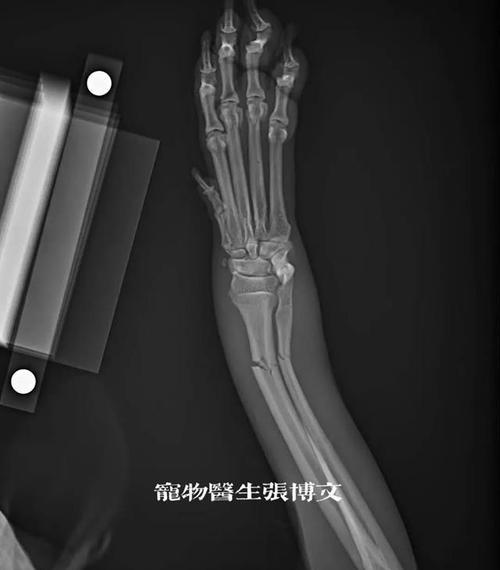柴犬骨折拍片费用是多少？拍片后如何进行护理？