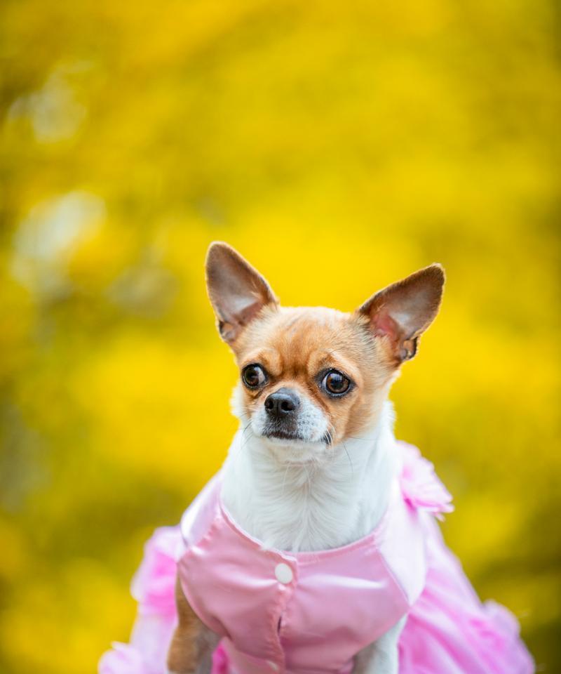 大眼珠小型犬有哪些品种？它们的特点是什么？