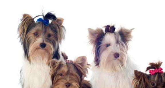 大眼珠小型犬有哪些品种？它们的特点是什么？