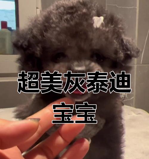 2个月大的灰泰迪可以洗澡吗？费用是多少？