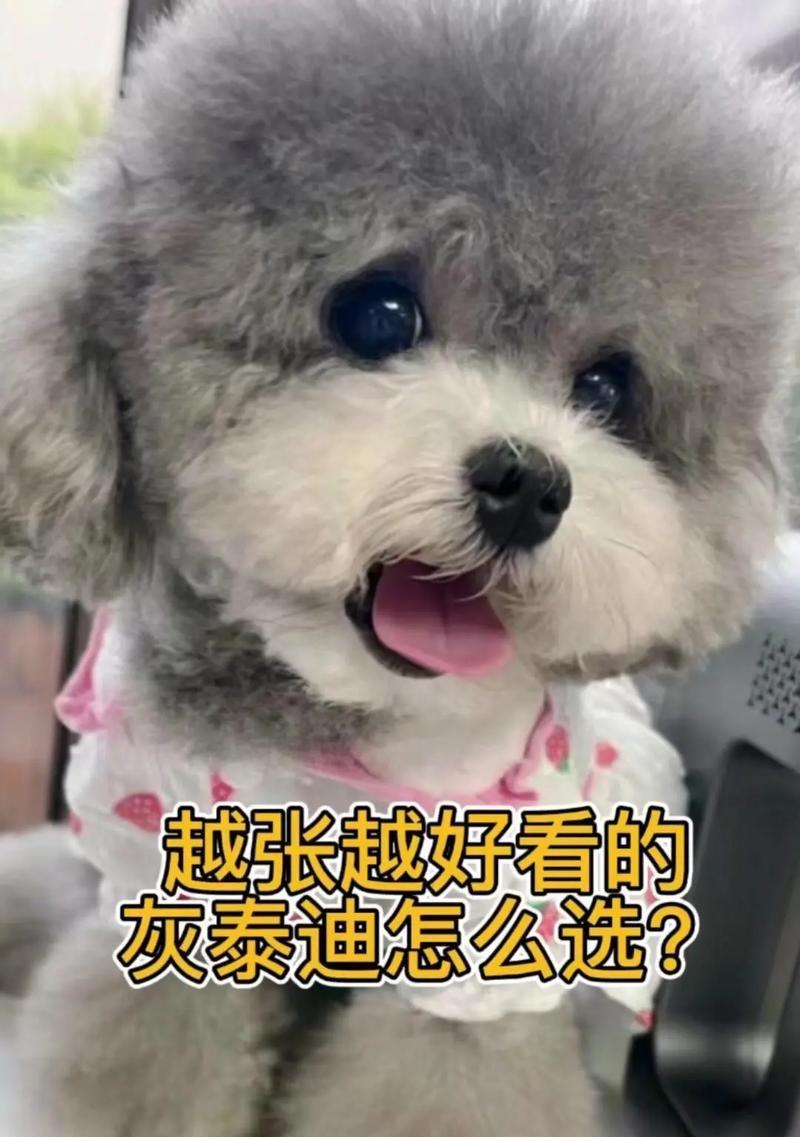 2个月大的灰泰迪可以洗澡吗？费用是多少？