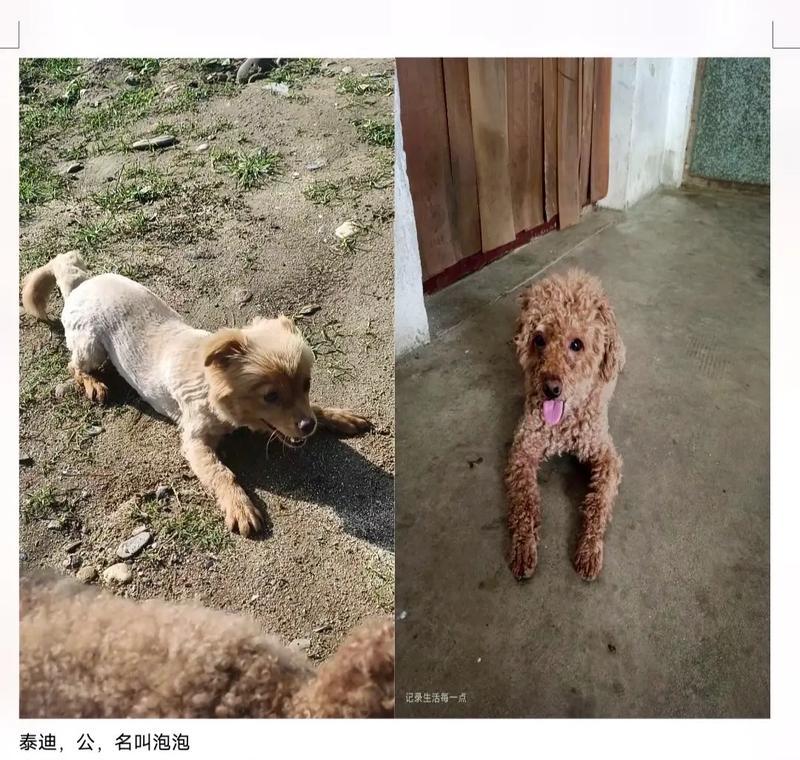 五斤泰迪剃毛需要多少钱？剃毛的频率应该是多少？