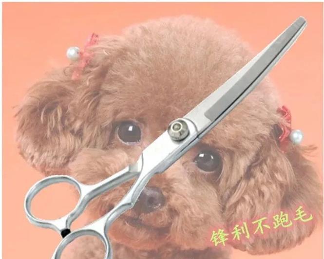 五斤泰迪剃毛需要多少钱？剃毛的频率应该是多少？