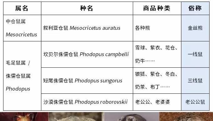 可卡布泰迪配对多少钱一条？配对过程中需要注意哪些问题？