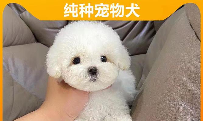 可卡布泰迪配对多少钱一条？配对过程中需要注意哪些问题？