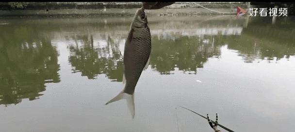 钓青波鱼苗的最佳饵料是什么？如何提高钓获率？